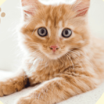 Profile photo of yunacchi